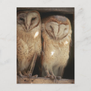 Zanzibar, Tanzania, East Africa Postcard