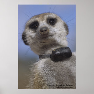 Zaphod - King of the Kalahari Poster