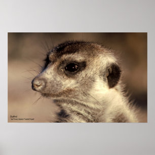 Zaphod Poster - Royal Whiskers Collection