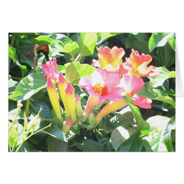 Zazzle III (Front Horizontal)