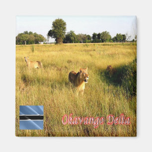 zBW008 OKAVANGO Delta, Lion, Africa, Fridge Magnet
