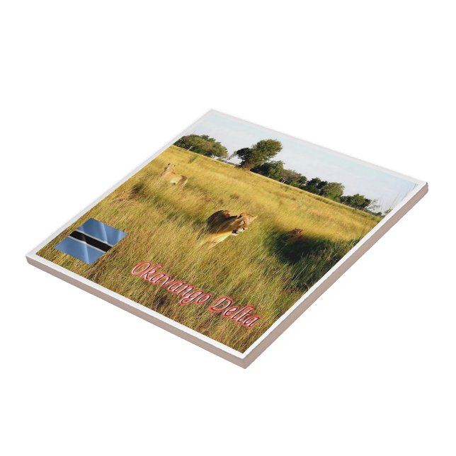 zBW008 OKAVANGO Delta, Lion, Africa, Tile (Side)