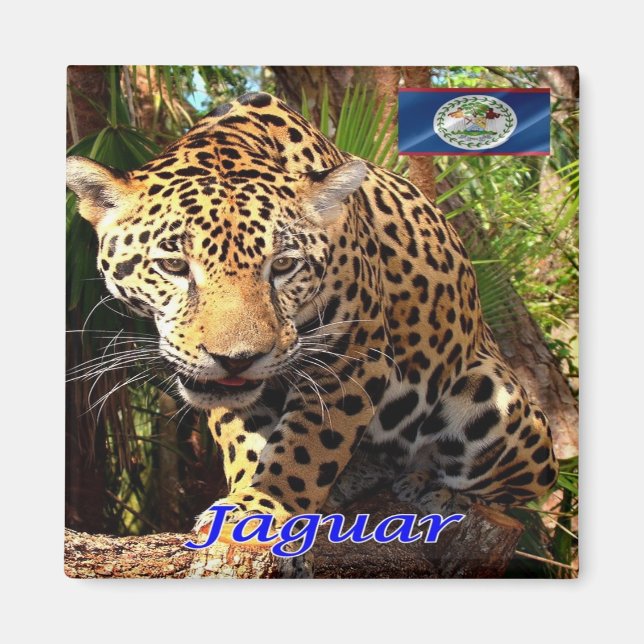 zBZ006 BELIZE, Belizean jungles, Jaguar, Fridge Magnet (Front)