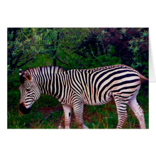 zebra