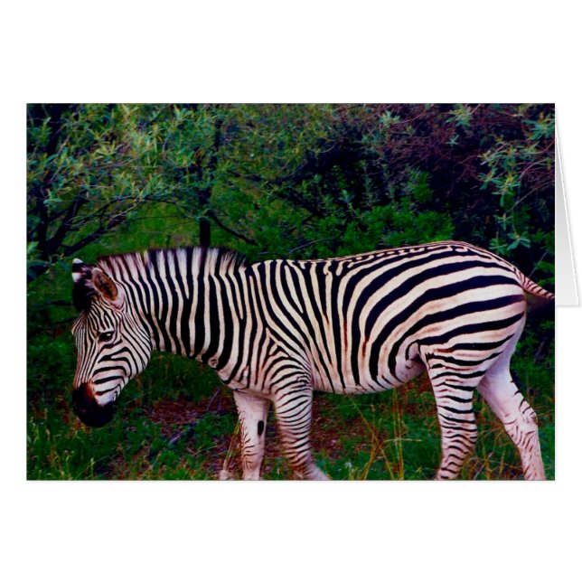 zebra (Front Horizontal)