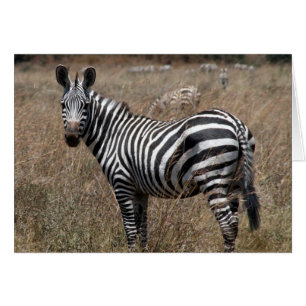 zebra