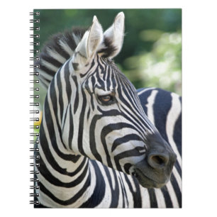 Zebra 001 notebook