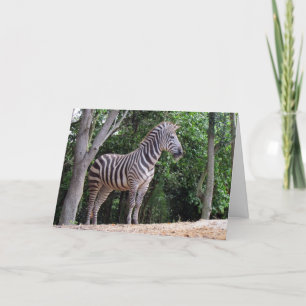 Zebra (1337) - Greeting Card