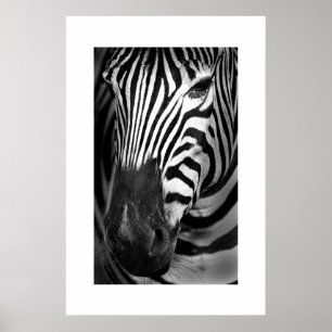 Zebra #1 poster