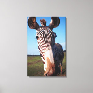 zebra 2 canvas print