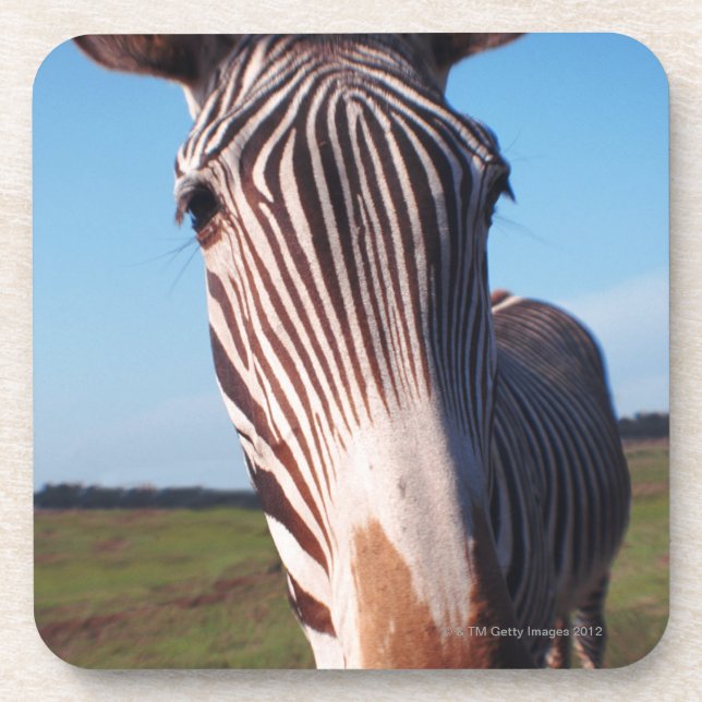 zebra 2 coaster (Front)