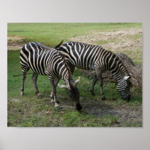 Zebra #2 Poster
