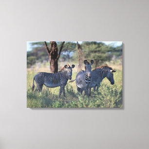 Zebra 3 canvas print