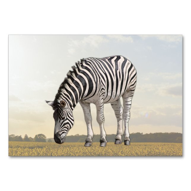 Zebra ABA Tact Labelling Flashcard | Picture Card (Front)