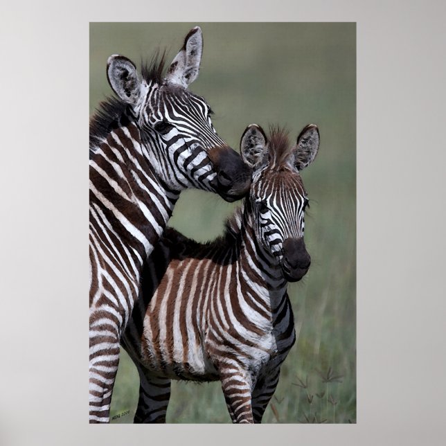 Zebra African Wildlife Poster Print (Front)