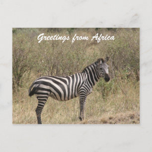 zebra alone postcard