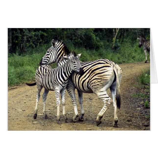 zebra and Baby (Front Horizontal)