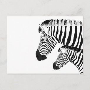 Zebra and baby postcard