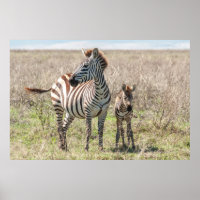 Zebra and Foal