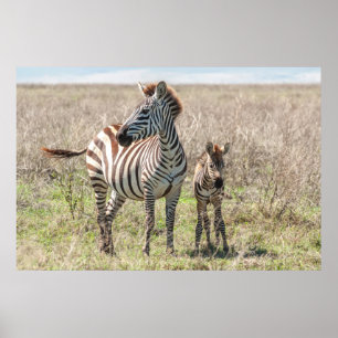 Zebra and Foal Poster