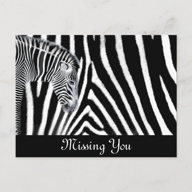 Zebra and it's stripe postcard (Front)