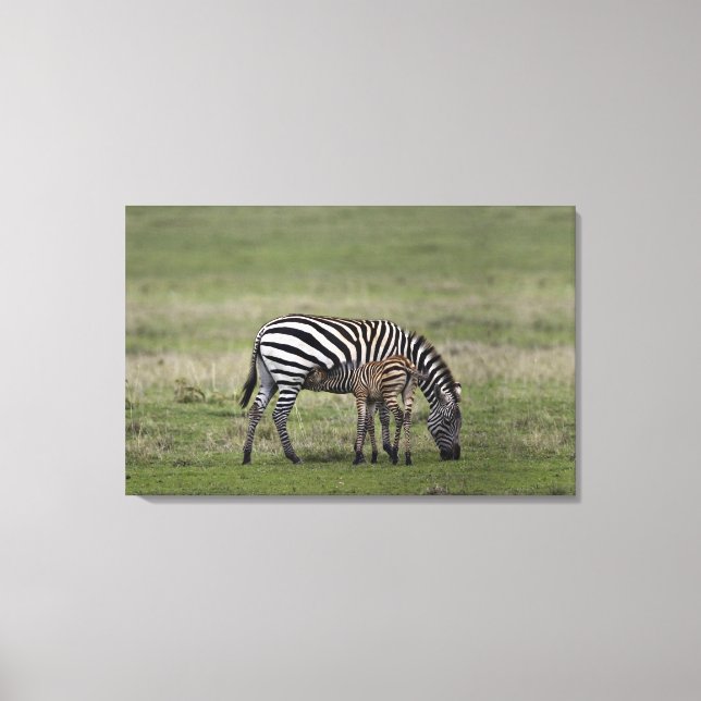 Zebra and nursing foal, Tanzania Canvas Print (Front)