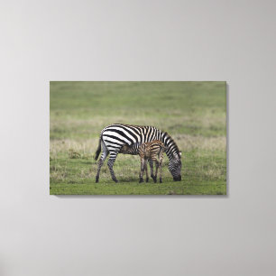 Zebra and nursing foal, Tanzania Canvas Print