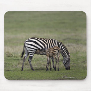 Zebra and nursing foal, Tanzania Mouse Mat