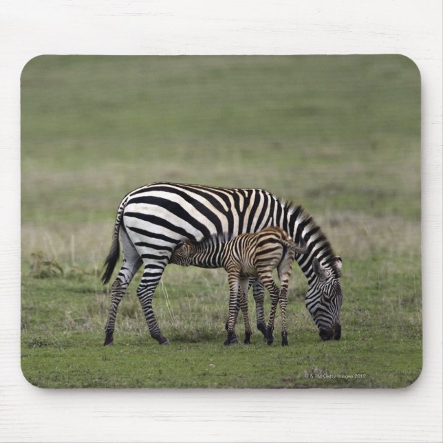 Zebra and nursing foal, Tanzania Mouse Mat (Front)
