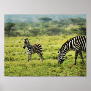 Zebra and zebra foal wildlife poster