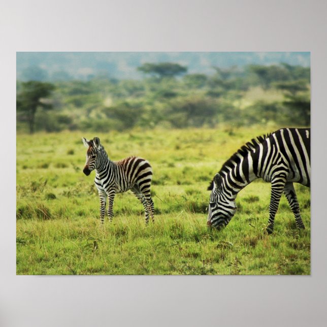 Zebra and zebra foal wildlife poster (Front)