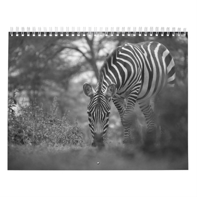Zebra animal B/W Calendar (Cover)