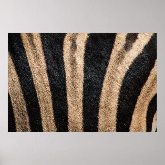 ZEBRA ANIMAL PRINT STRIPE (Front)