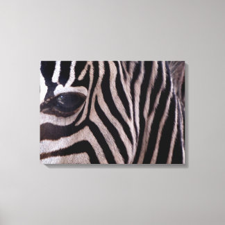 Zebra Art Canvas Print