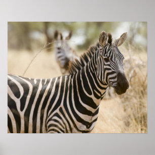 Zebra at the Meru National Park, Kenya. Poster