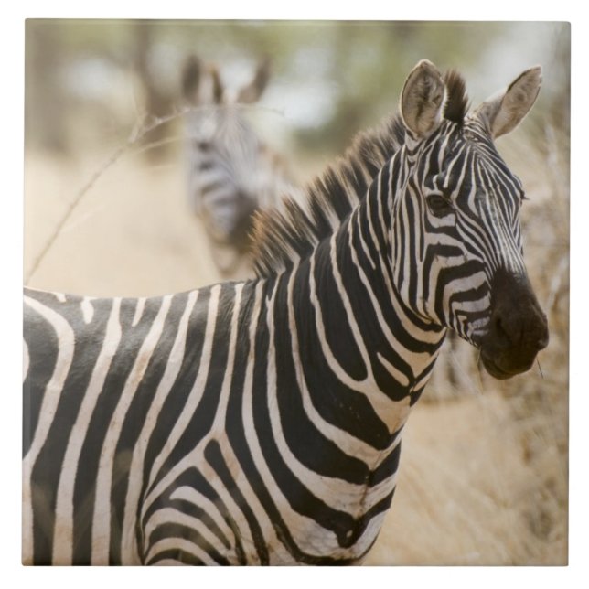 Zebra at the Meru National Park, Kenya. Tile (Front)