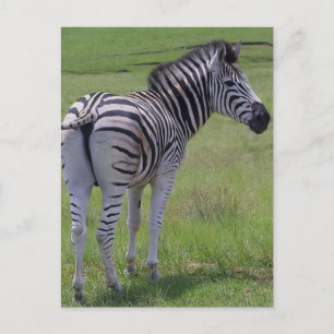 Zebra Attitude  Postcards