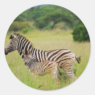 Zebra baby and mum classic round sticker