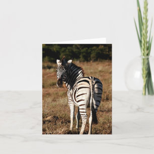 Zebra behind editable greeting card