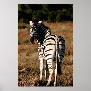 Zebra behind painting poster