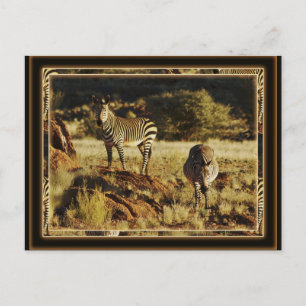 Zebra, Birchell's wildlife safari postcards