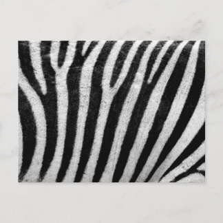 Zebra Black and White Striped Skin Texture Templat Postcard