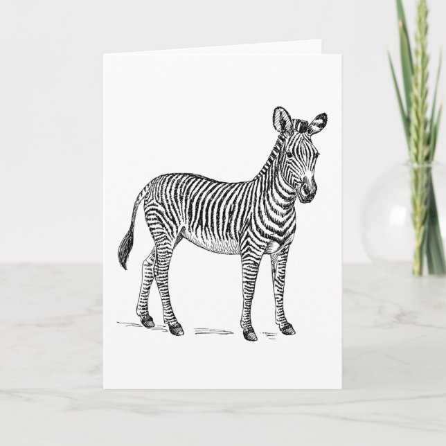 Zebra Blank Greetings Card (Front)
