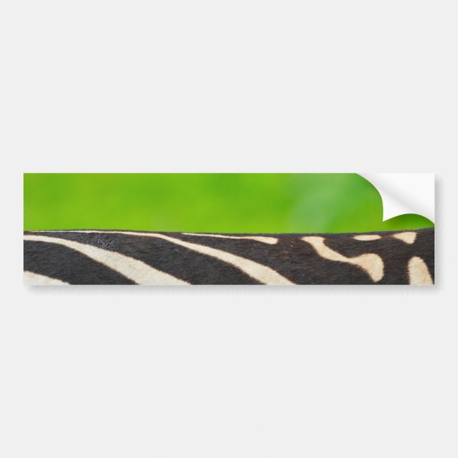 Zebra Bumper Sticker (Front)