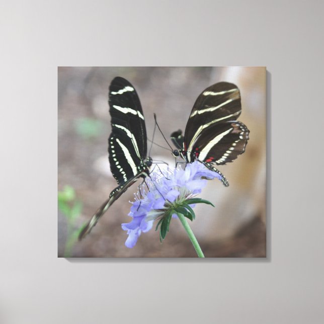 Zebra Butterflies! Canvas Print (Front)