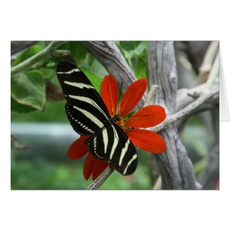 Zebra butterfly