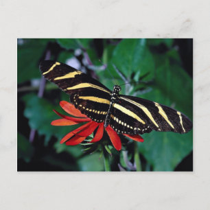 Zebra butterfly on Mexican flaming vine flower Postcard