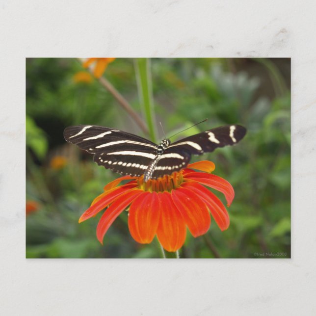 Zebra butterfly Postcard (Front)