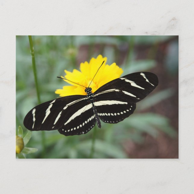 Zebra Butterfly Postcard (Front)