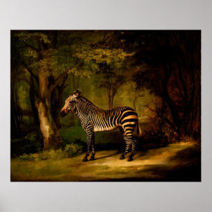 Zebra by George Stubbs (1763) Poster